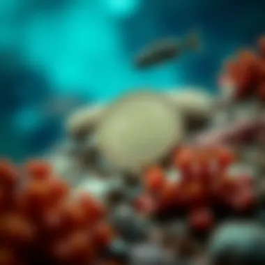 Key Factors Affecting Reef Coin Value Factors Influencing the Value of Reef Coin
